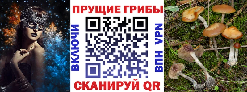 Купить  Шумиха  Псилоцибиновые грибы Psilocybe 